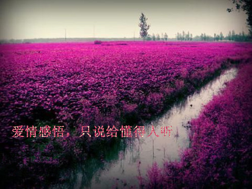 表达生活的苦与累的网名（表达心累又无奈的网名）